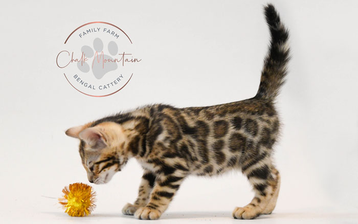 Bengal kitten for sale